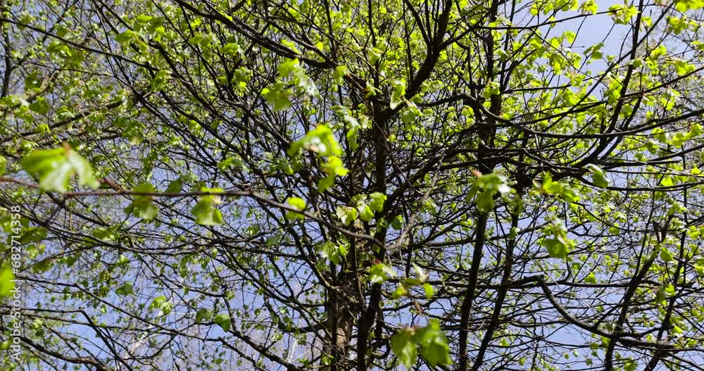 a flowering linden tree in the spring season, a spring park with linden trees with flowers and with the first green foliage in sunny weather a flowering linden tree in the spring season, a spring park with linden trees with flowers and with the first green foliage in sunny weather