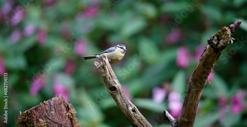 Blue tits feeding in the woods