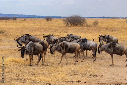 Fototapeta Naklejka Na Ścianę i Meble -  Herd of blue wildebeest (Connochaetes taurinus) in Tarangire National Park, Tanzania