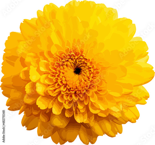 Yellow marigold flower clip art