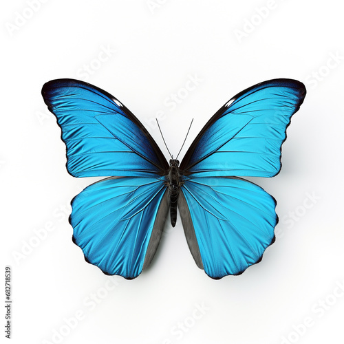 Colored butterfly isolated on white background