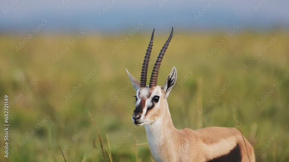 Thomson gazelle facing the camera providing a central composition in ...