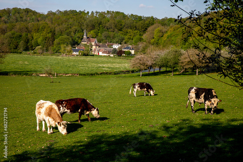 Cows grazing in the Risle valley  France