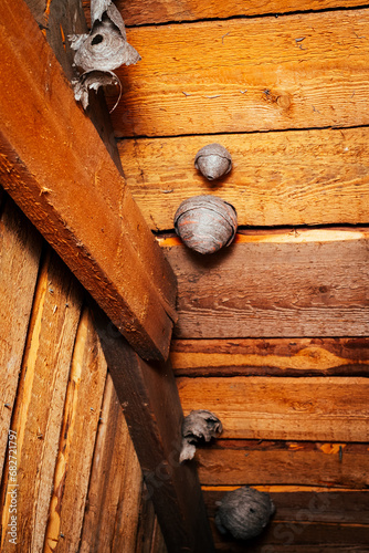 Wasp nests