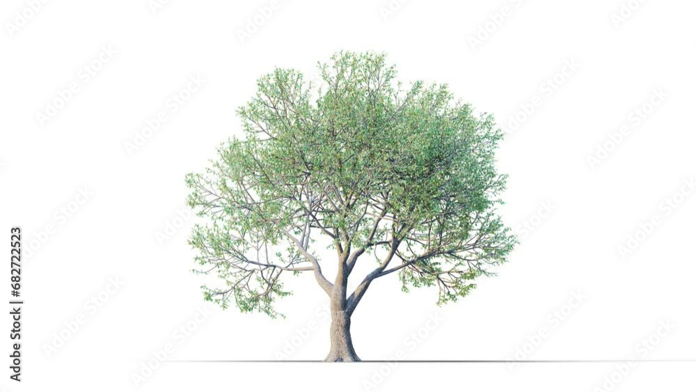 Trees grow from small to big. Growing tree on transparency background. 3D realistic summer tree. Wind blowing leaves moving.