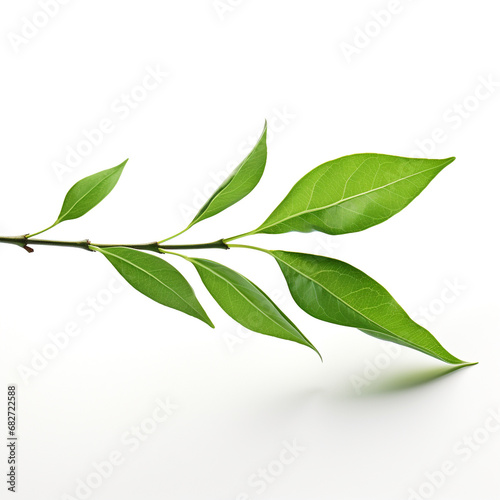 Branch of green leaves isolated on white background