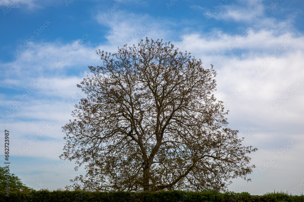 Obraz premium Tree in Eure, France