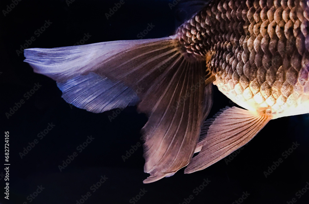 Fototapeta premium 金魚の尾ひれ