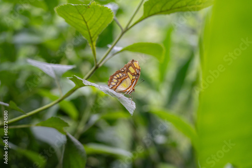 Scarce bamboo page Philaethria dido sitting on a leaf in a butterfly garden in costa rica photo