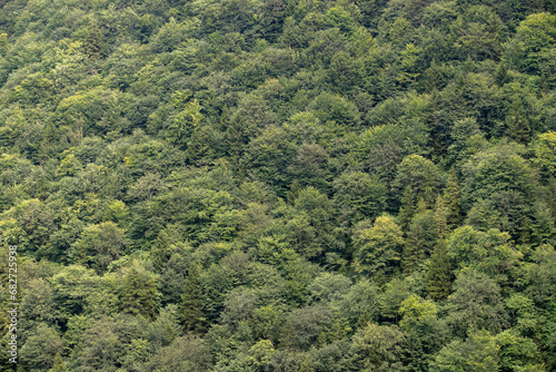 Dense forest view. Forest image to use as background