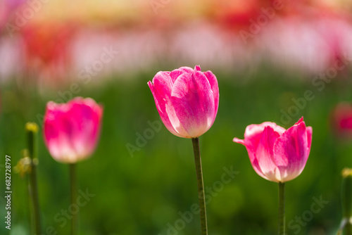 Beautiful tulips are in full bloom