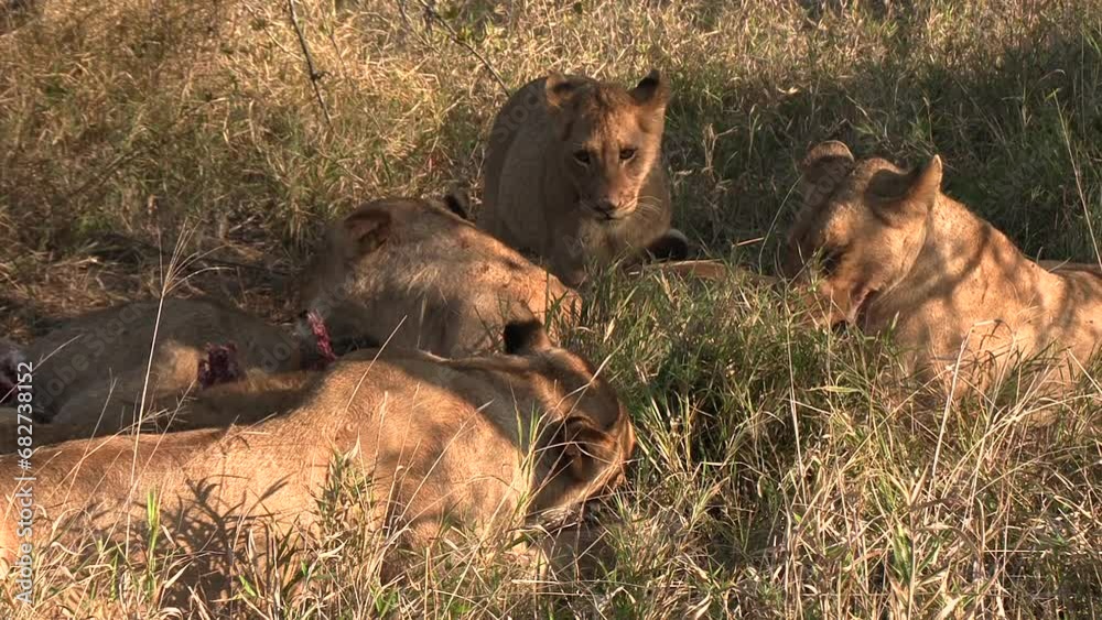 Lions lie in the grass and feed on the remains of a carcass. Close up shot. Lions lie in the grass and feed on the remains of a carcass. Close up shot.