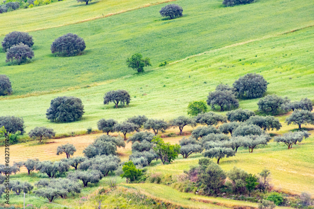 Agricultural Fields in Ragusa - Sicily - Italy