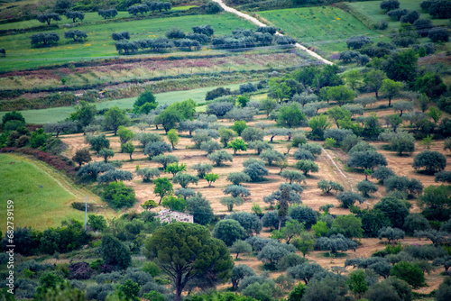 Agricultural Fields in Ragusa - Sicily - Italy