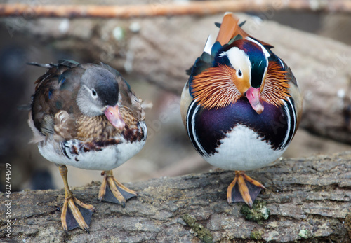 Mandarin Duck.
 The mandarin duck is one of the most beautiful birds on our planet. Of course, we are talking about a drake. The duck is also graceful and graceful, but modestly colored.  