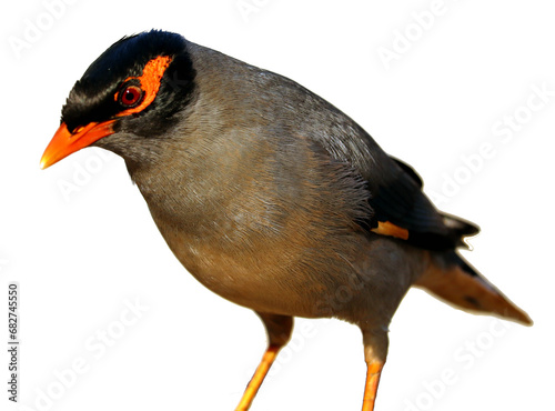 isolated Common myna bird photo