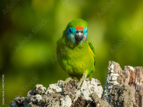 Double-eyed Fig Parrot in Queensland Australia photo