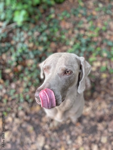 weimaraner licking his big nose
