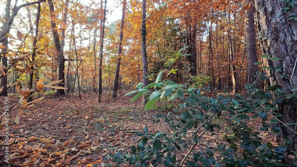 plants with leaves in the forest in autumn plants with leaves in the forest in autumn