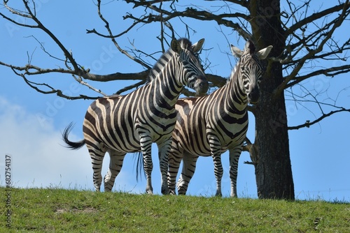 
Two zebras standing side by side on the grass with a blue sky and a tree in the background. Zoo Dvur Kralove, Czech republic.  photo