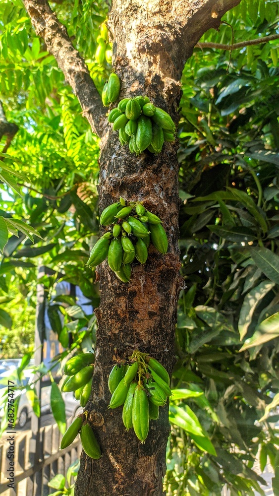 Obraz premium Star fruit plant