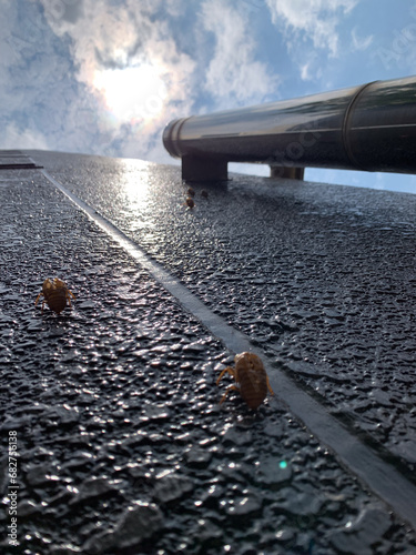 Remnants - Shedded Cicada Shells Clinging to Building Wall in Summer photo