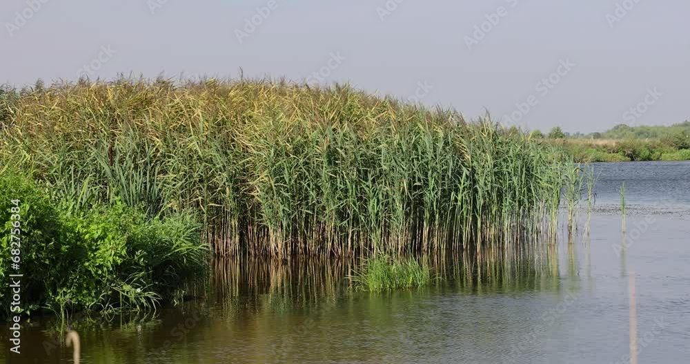 lake in summer, lake in sunny summer weather lake in summer, lake in sunny summer weather