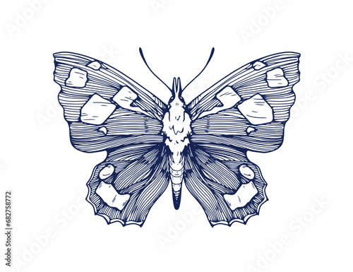 Vintage butterfly drawing. Outlined detailed engraved libythea celtis. Moth, ...