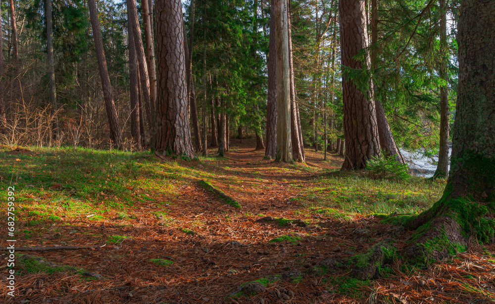 Fototapeta premium Sunny pine tree woodland background