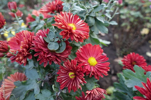 Blossom of red and yellow semidouble Chrysanthemums in October photo