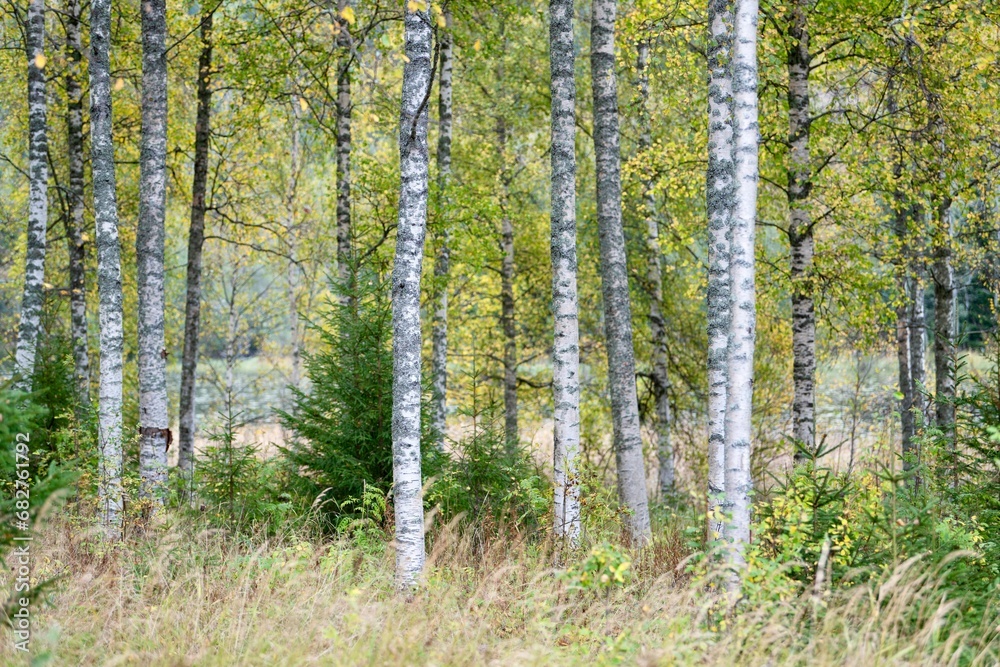 Vibrant outdoor landscape with tall trees with abundant foliage in shades of green and brown Vibrant outdoor landscape with tall trees with abundant foliage in shades of green and brown