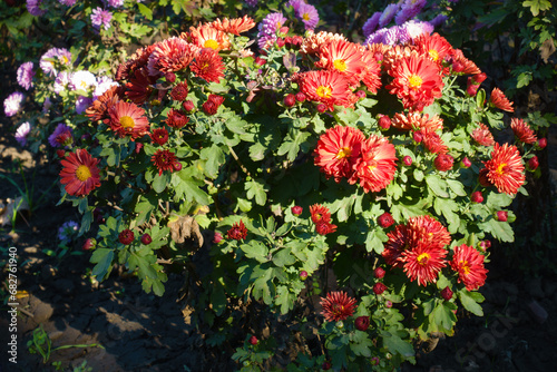 Buds and red and yellow flowers of Chrysanthemums in October photo