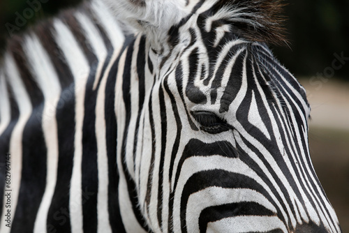 Zebra (Equus burchellii chapmani) in Thoiry zoo park, France