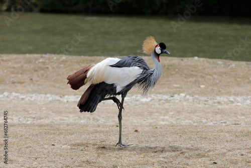Crowned crane (BALEARICA PAVONINA) in Thoiry zoo park, France photo
