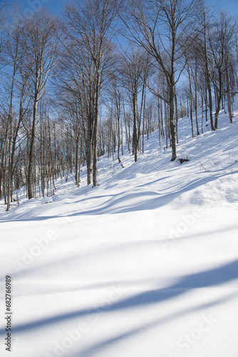 Wallpaper Mural Forest in winter.
Mountain winter landscape with blue sky; Lombardy, Italy . Torontodigital.ca