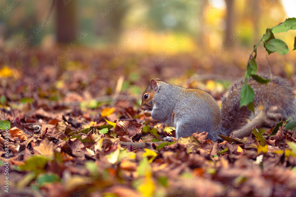 squirrel eating nut squirrel eating nut
