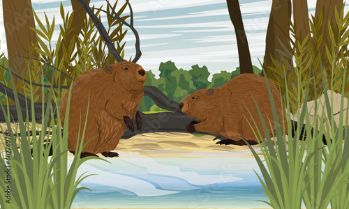 A pair of beavers stand on the shore of a lake in thickets of tall grass. Realistic vector landscape