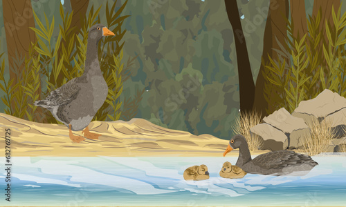 A family of geese teaches goslings to swim in a lake near the shore. Summer outside the city. domestic and farm birds. Realistic vector landscape