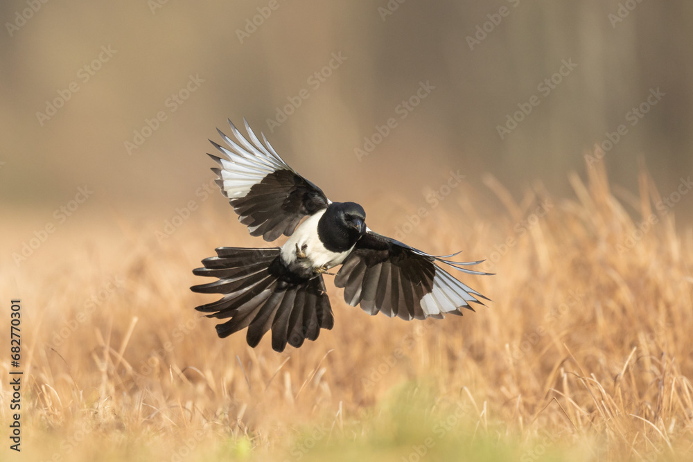 Obraz premium Flying bird Eurasian Magpie or Common Magpie or Pica pica with colorful background