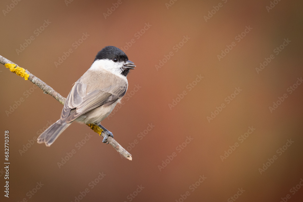 Naklejka premium Bird - Marsh tit Poecile palustris perched on branch, winter time Poland Europe