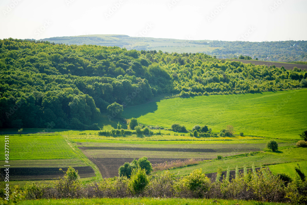 Green Valley, Field and Forest