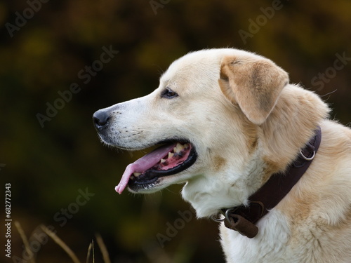 Happy dog on the walk loves his master. Detail portrait. Open mouth and visible tongue. Autumn, Czech republic.