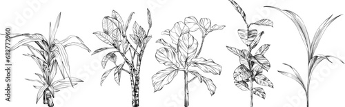 Illustration of a tropical plant set. Hand drawn botanical illustration isolate on white collection.