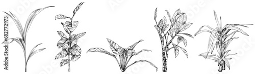 Illustration of a tropical plant set. Hand drawn botanical illustration isolate on white collection.