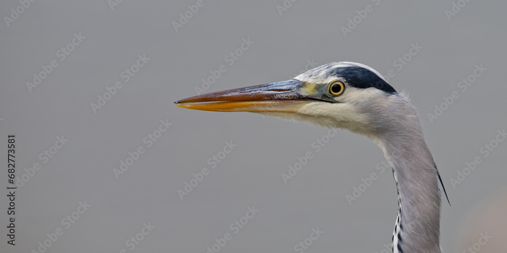 héron cendré - Ardea cinerea - oiseaux
héron cendré - Ardea cinerea - oiseaux