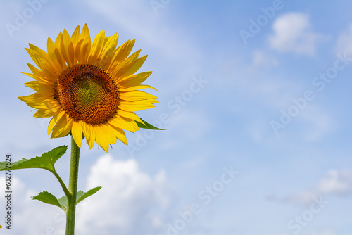 Yellow sunflowers bloom against a blue sky background