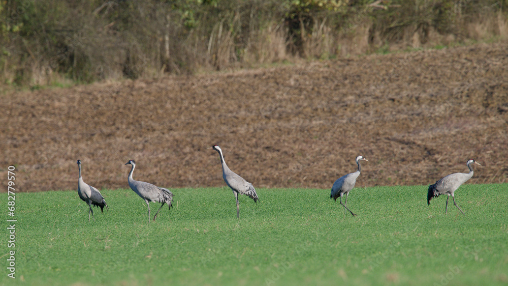  grue cendrée - grus grus - gruidés