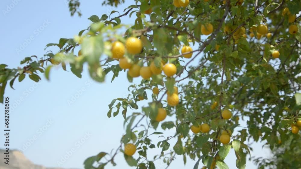 Yellow cherry plum on a tree swaying in the wind Yellow cherry plum on a tree swaying in the wind