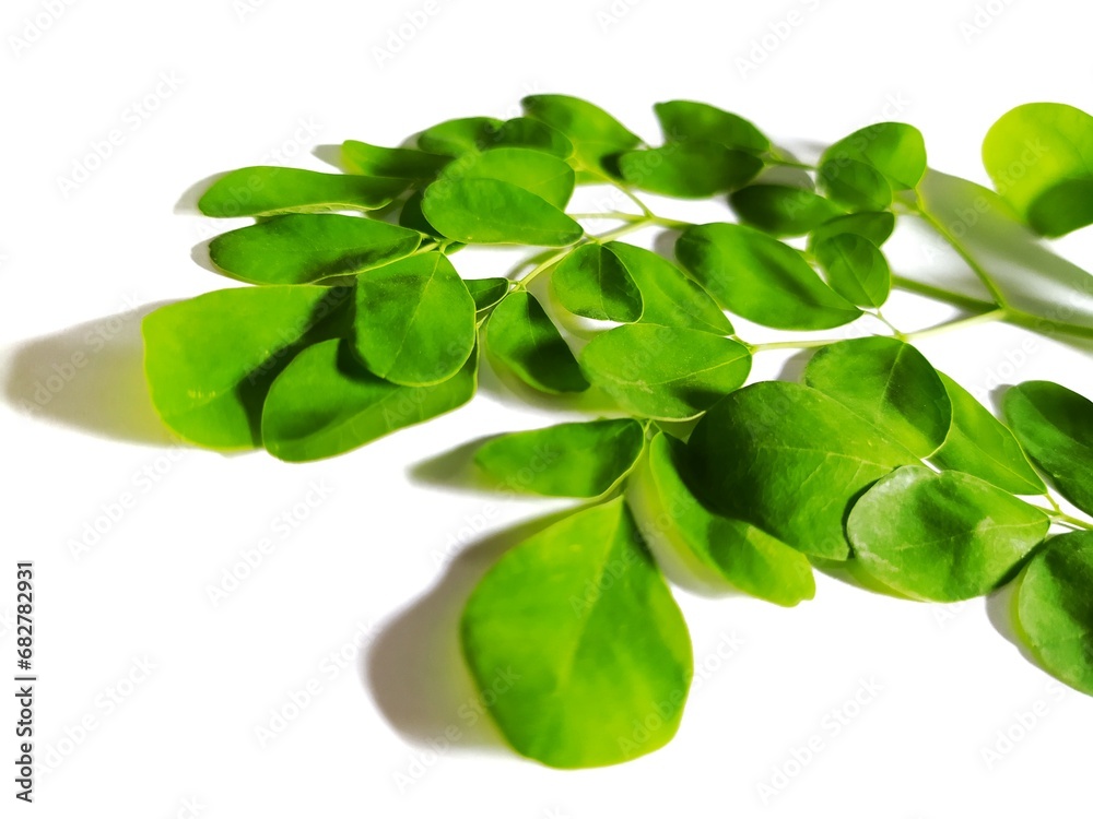 Isolated Moringa leaves on a white background. Isolated Moringa leaves on a white background.