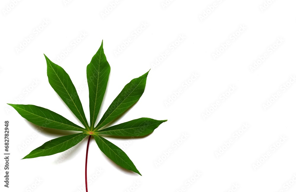Cassava leaves isolated on white background.